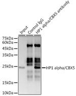 HP1 alpha Antibody in Immunoprecipitation (IP)