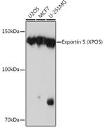 XPO5 Antibody in Western Blot (WB)