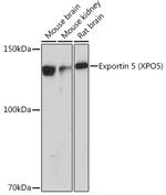 XPO5 Antibody in Western Blot (WB)