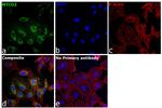 MTCO2 Antibody in Immunocytochemistry (ICC/IF)