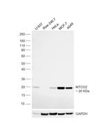 MTCO2 Antibody in Western Blot (WB)