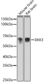 DKK3 Antibody in Western Blot (WB)