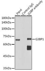 G3BP1 Antibody in Immunoprecipitation (IP)
