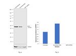 SKP2 Antibody