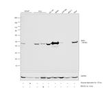 SKP2 Antibody in Western Blot (WB)