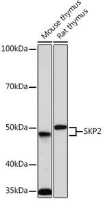 SKP2 Antibody in Western Blot (WB)