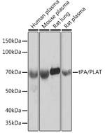 tPA Antibody in Western Blot (WB)