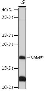 VAMP2 Antibody in Western Blot (WB)