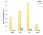 HMGA1 Antibody in ChIP Assay (ChIP)