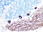 IP3 Receptor 1 Antibody in Immunohistochemistry (Paraffin) (IHC (P))