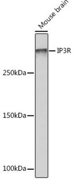 IP3 Receptor 1 Antibody in Western Blot (WB)