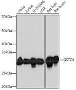 GST Omega 1 Antibody in Western Blot (WB)