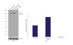 SMC1 Antibody in Western Blot (WB)