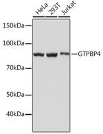 GTPBP4 Antibody in Western Blot (WB)