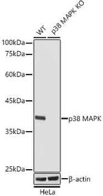 p38 MAPK Antibody