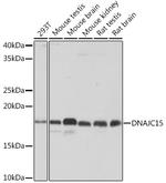 DNAJC15 Antibody in Western Blot (WB)
