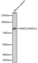 MAD1 Antibody in Western Blot (WB)
