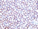 ATP1B1 Antibody in Immunohistochemistry (Paraffin) (IHC (P))