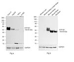 ATP1B1 Antibody in Western Blot (WB)