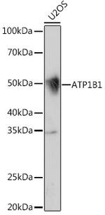 ATP1B1 Antibody in Western Blot (WB)