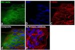 PKC delta Antibody in Immunocytochemistry (ICC/IF)