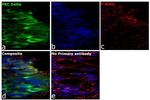 PKC delta Antibody in Immunocytochemistry (ICC/IF)