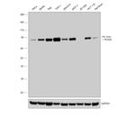 PKC delta Antibody in Western Blot (WB)