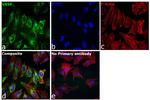 VASP Antibody in Immunocytochemistry (ICC/IF)