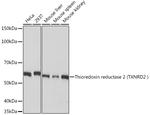 TrxR2 Antibody in Western Blot (WB)