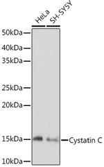 Cystatin C Antibody in Western Blot (WB)