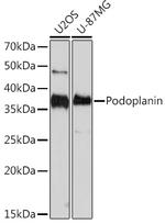 Podoplanin Antibody in Western Blot (WB)