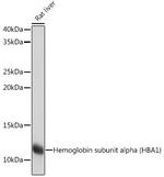 Hemoglobin alpha Antibody in Western Blot (WB)