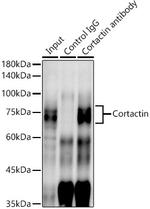 Cortactin Antibody in Immunoprecipitation (IP)
