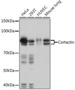 Cortactin Antibody in Western Blot (WB)