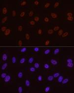 Phospho-POLR2A (Ser5) Antibody in Immunocytochemistry (ICC/IF)