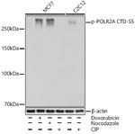 Phospho-POLR2A (Ser5) Antibody in Western Blot (WB)