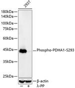 Phospho-PDHA1 (Ser293) Antibody in Western Blot (WB)
