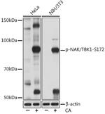 Phospho-TBK1 (Ser172) Antibody in Western Blot (WB)