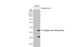Dengue Virus Type 2 NS1 Antibody in Western Blot (WB)