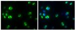 Dengue Virus Type 2 Capsid Antibody in Immunocytochemistry (ICC/IF)