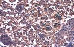 beta Dystroglycan Antibody in Immunohistochemistry (Paraffin) (IHC (P))