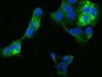 IFITM1 Antibody in Immunocytochemistry (ICC/IF)
