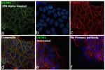 IFITM1 Antibody in Immunocytochemistry (ICC/IF)