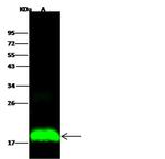 IFITM1 Antibody in Western Blot (WB)