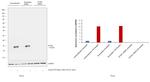 IFITM1 Antibody in Western Blot (WB)