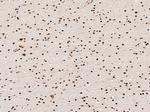 p38 MAPK alpha Antibody in Immunohistochemistry (Paraffin) (IHC (P))