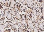 p38 MAPK alpha Antibody in Immunohistochemistry (Paraffin) (IHC (P))