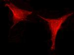 Leptin Antibody in Immunocytochemistry (ICC/IF)