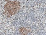 CD32b Antibody in Immunohistochemistry (Paraffin) (IHC (P))