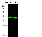 CD32b Antibody in Western Blot (WB)